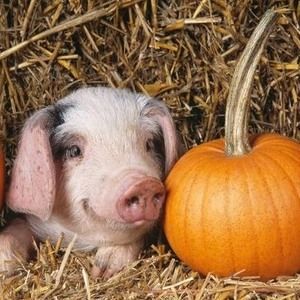 Meet your Posher, Tabitha